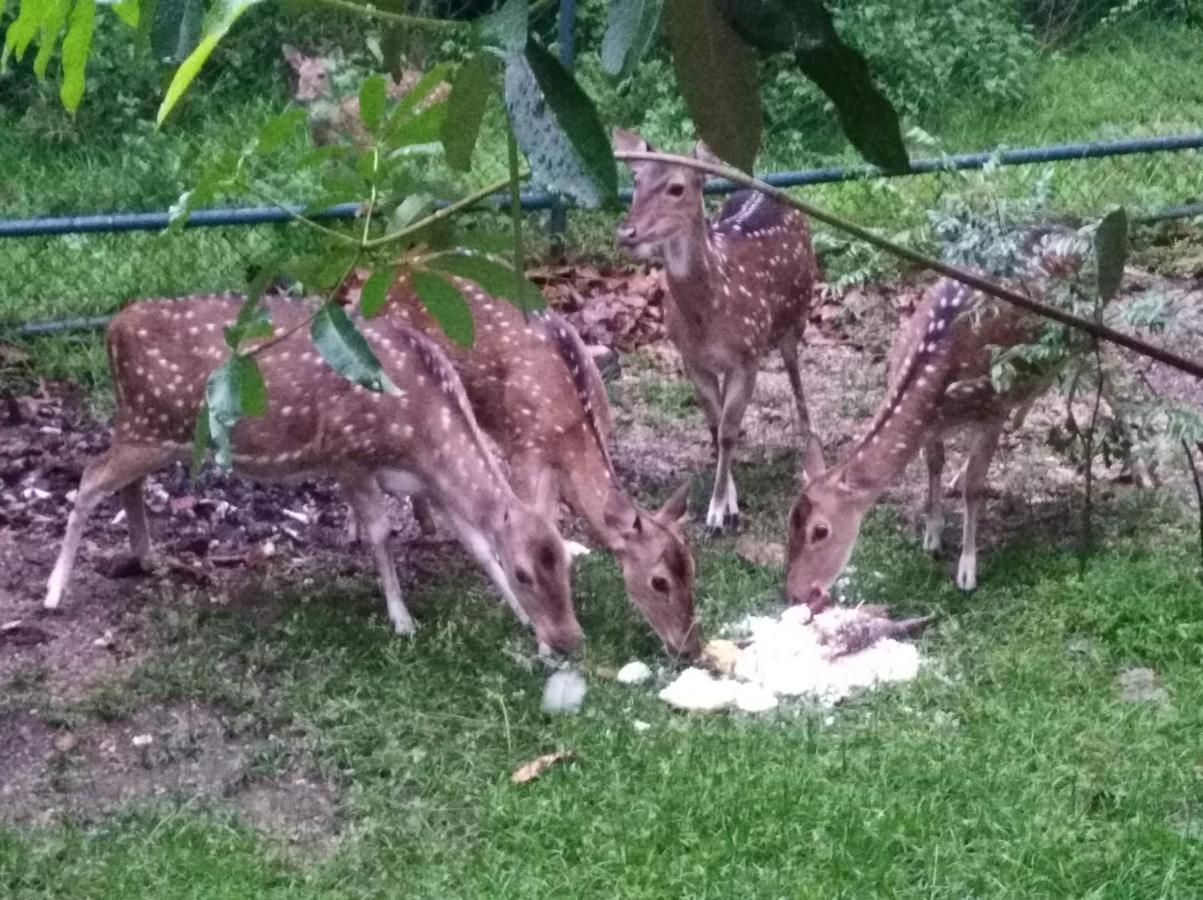 Отель Deer Garden Guest Полоннарува Экстерьер фото